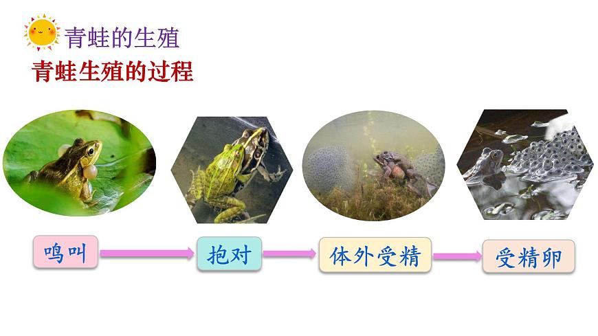 2025年春人教版生物八年级下册教学课件 第7单元 第1章 第3节 两栖动物的生殖和发育第7页