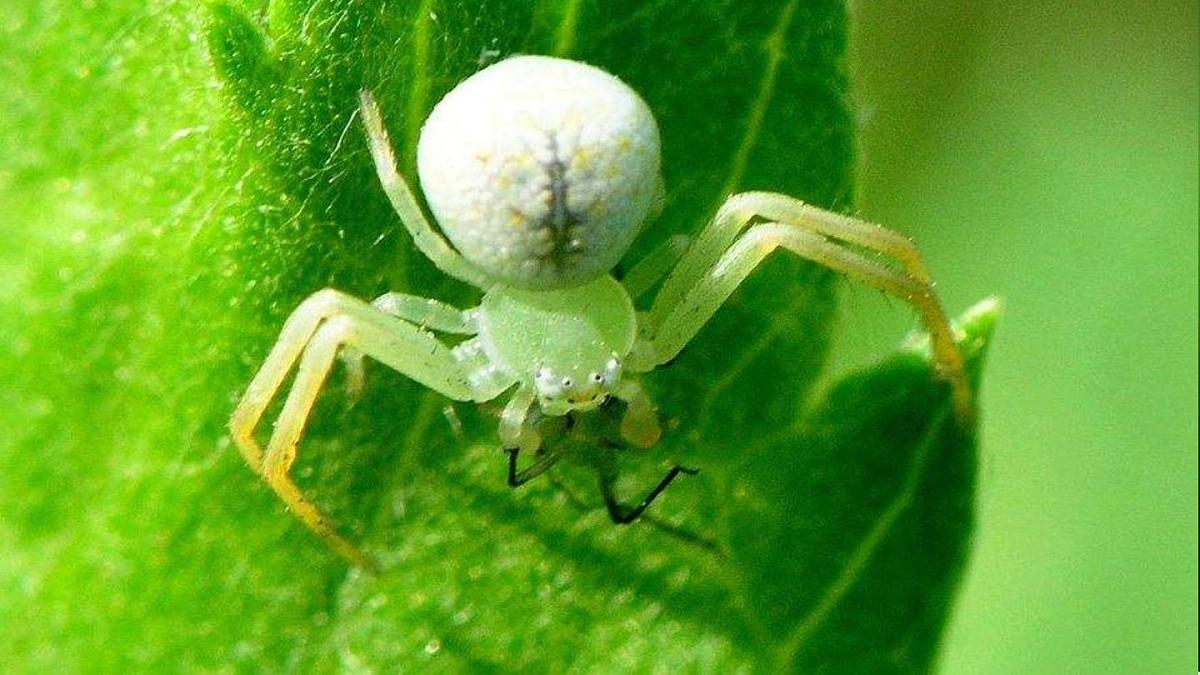 2025年春人教版生物八年级下册教学课件 第7单元 第1章 第2节 昆虫的生殖和发育第3页