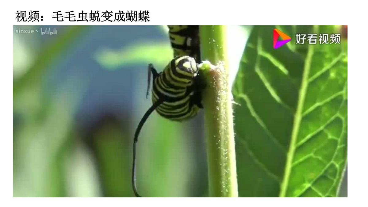 2025年春人教版生物八年级下册教学课件 第7单元 第1章 第2节 昆虫的生殖和发育第6页