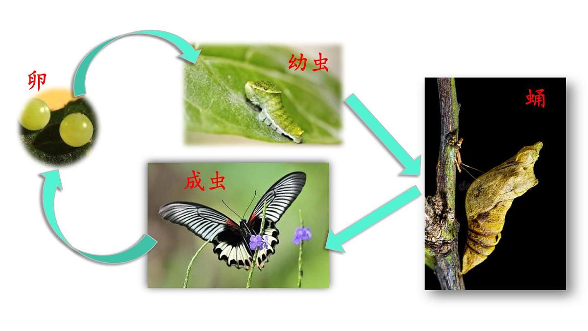 2025年春人教版生物八年级下册教学课件 第7单元 第1章 第2节 昆虫的生殖和发育第7页