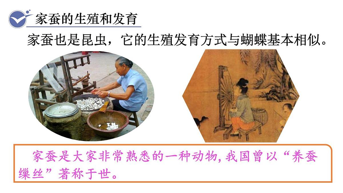 2025年春人教版生物八年级下册教学课件 第7单元 第1章 第2节 昆虫的生殖和发育第8页