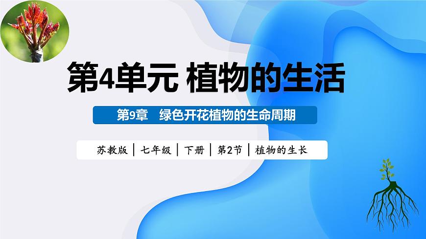 2025年春苏教版生物七年级下册教学课件 4.9.2 植物的生长第1页