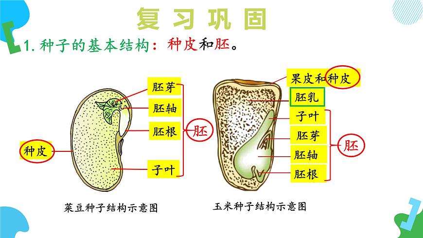 2025年春苏教版生物七年级下册教学课件 4.9.2 植物的生长第5页