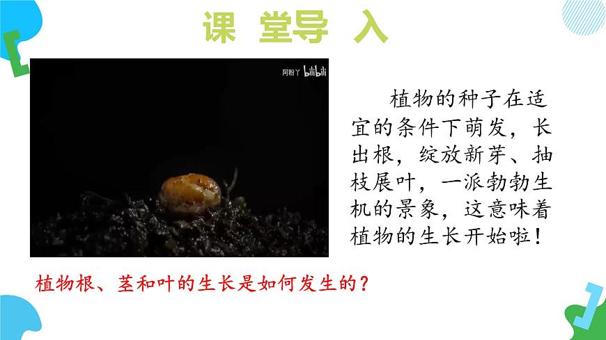 2025年春苏教版生物七年级下册教学课件 4.9.2 植物的生长第7页