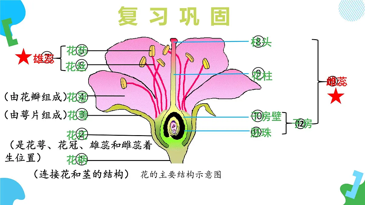 2025年春苏教版生物七年级下册教学课件 4.9.3 植物的繁殖（第二课时）第5页