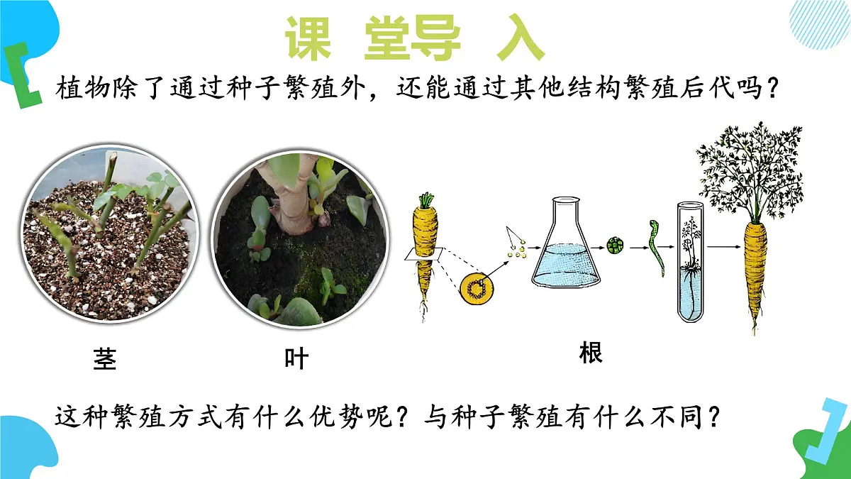 2025年春苏教版生物七年级下册教学课件 4.9.3 植物的繁殖（第二课时）第7页