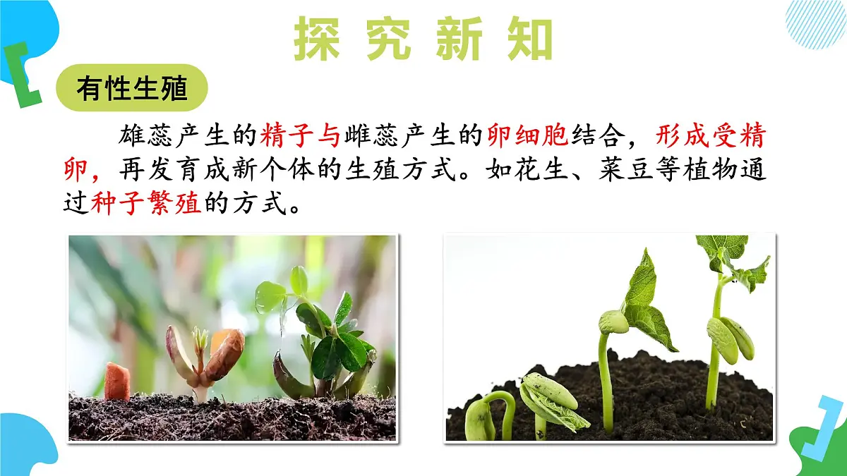 2025年春苏教版生物七年级下册教学课件 4.9.3 植物的繁殖（第二课时）第8页