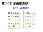 2025年春蘇教版生物八年級(jí)下冊(cè)教學(xué)課件 第22章  第3節(jié) 人的性別決定