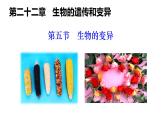 2025年春蘇教版生物八年級(jí)下冊(cè)教學(xué)課件 第22章  第5節(jié) 生物的變異