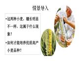 2025年春蘇教版生物八年級(jí)下冊(cè)教學(xué)課件 第22章  第5節(jié) 生物的變異