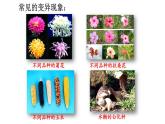 2025年春蘇教版生物八年級(jí)下冊(cè)教學(xué)課件 第22章  第5節(jié) 生物的變異