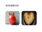 2025年春蘇教版生物八年級(jí)下冊(cè)教學(xué)課件 第22章  第5節(jié) 生物的變異