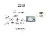 2025年春蘇教版生物八年級下冊教學(xué)課件 第24章  第1節(jié) 現(xiàn)代生物技術(shù)的應(yīng)用