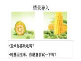 2025年春蘇教版生物八年級下冊教學(xué)課件 第24章  第2節(jié) 關(guān)注生物技術(shù)