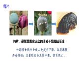2025年春蘇教版生物八年級(jí)下冊(cè)教學(xué)課件 第26章  第2節(jié) 拒絕毒品