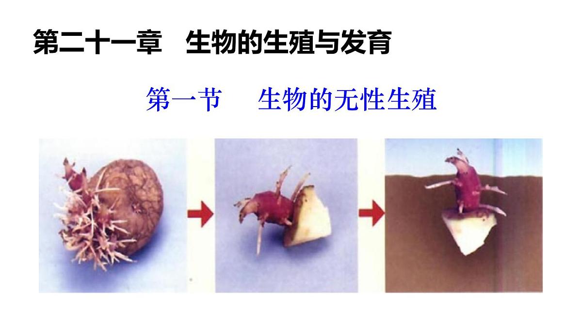 2025年春苏教版生物八年级下册教学课件 第21章 第1节 生物的无性生殖第1页