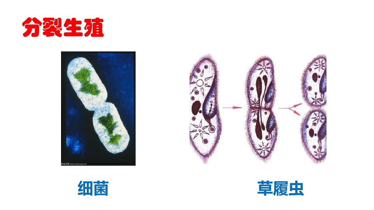 2025年春苏教版生物八年级下册教学课件 第21章 第1节 生物的无性生殖第6页