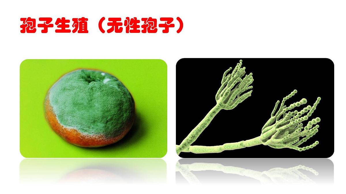 2025年春苏教版生物八年级下册教学课件 第21章 第1节 生物的无性生殖第7页