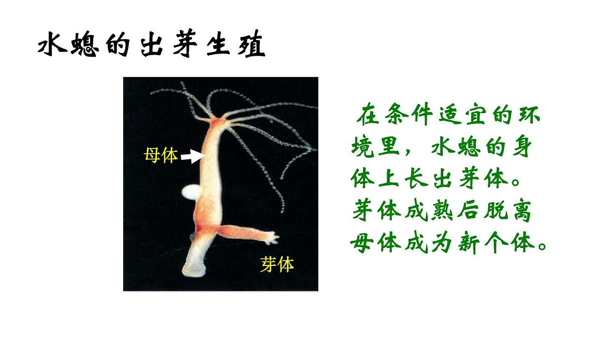 2025年春苏教版生物八年级下册教学课件 第21章 第1节 生物的无性生殖第8页