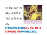 2025年春蘇教版生物八年級下冊教學(xué)課件 第21章  第2節(jié) 植物的有性生殖