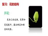 2025年春蘇教版生物八年級下冊教學(xué)課件 第21章  第2節(jié) 植物的有性生殖