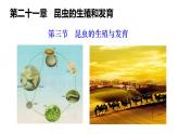 2025年春蘇教版生物八年級(jí)下冊教學(xué)課件 第21章  第3節(jié) 昆蟲的生殖與發(fā)育