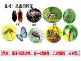 2025年春蘇教版生物八年級(jí)下冊教學(xué)課件 第21章  第3節(jié) 昆蟲的生殖與發(fā)育