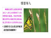 2025年春蘇教版生物八年級(jí)下冊教學(xué)課件 第21章  第3節(jié) 昆蟲的生殖與發(fā)育