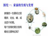 2025年春蘇教版生物八年級(jí)下冊教學(xué)課件 第21章  第3節(jié) 昆蟲的生殖與發(fā)育