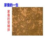 2025年春蘇教版生物八年級(jí)下冊教學(xué)課件 第21章  第3節(jié) 昆蟲的生殖與發(fā)育