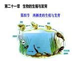 2025年春蘇教版生物八年級下冊教學(xué)課件 第21章  第4節(jié) 兩棲類的生殖與發(fā)育