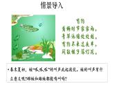 2025年春蘇教版生物八年級下冊教學(xué)課件 第21章  第4節(jié) 兩棲類的生殖與發(fā)育