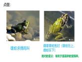 2025年春蘇教版生物八年級下冊教學(xué)課件 第21章  第4節(jié) 兩棲類的生殖與發(fā)育