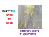 2025年春蘇教版生物八年級下冊教學(xué)課件 第21章  第4節(jié) 兩棲類的生殖與發(fā)育
