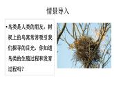 2025年春蘇教版生物八年級下冊教學(xué)課件 第21章  第5節(jié) 鳥類的生殖與發(fā)育