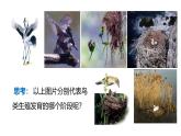 2025年春蘇教版生物八年級下冊教學(xué)課件 第21章  第5節(jié) 鳥類的生殖與發(fā)育