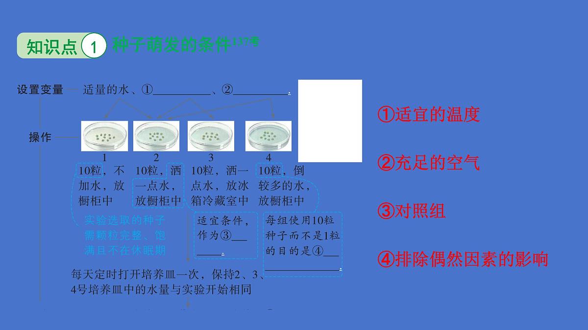 3.1 被子植物的一生（图解重难点）复习课件 2025学年人教版生物七年级下册第5页