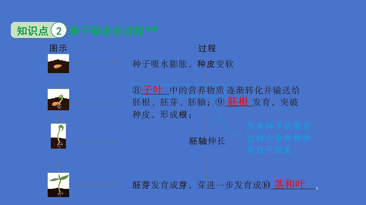 3.1 被子植物的一生（图解重难点）复习课件 2025学年人教版生物七年级下册第8页