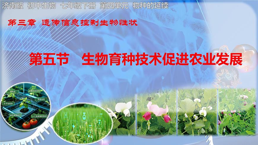 初中 生物 济南版（2024）七年级下册4.3.5  生物育种技术促进农业发展 课件第1页