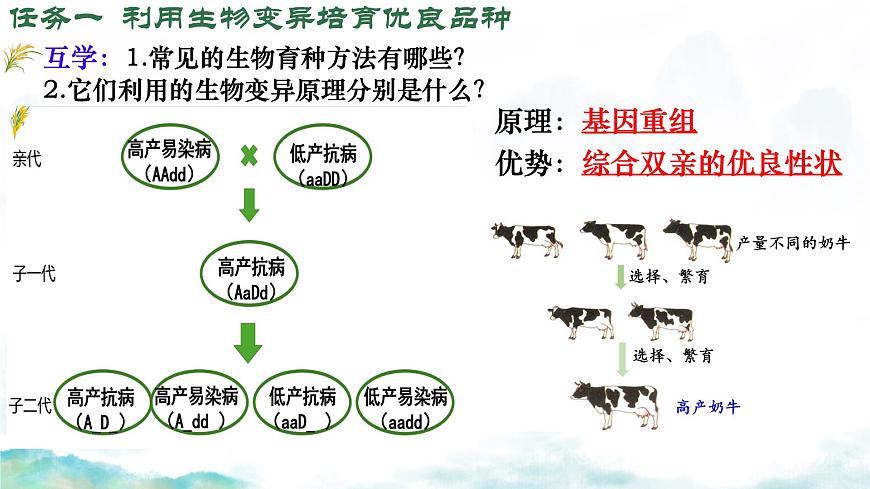 初中 生物 济南版（2024）七年级下册4.3.5  生物育种技术促进农业发展 课件第8页