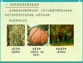 初中 生物 濟南版（2024）七年級下冊4.3.5  生物育種技術(shù)促進農(nóng)業(yè)發(fā)展 課件
