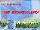 初中 生物 濟(jì)南版（2024）七年級(jí)下冊(cè)4.3.4  遺傳信息改變可引起生物變異 課件