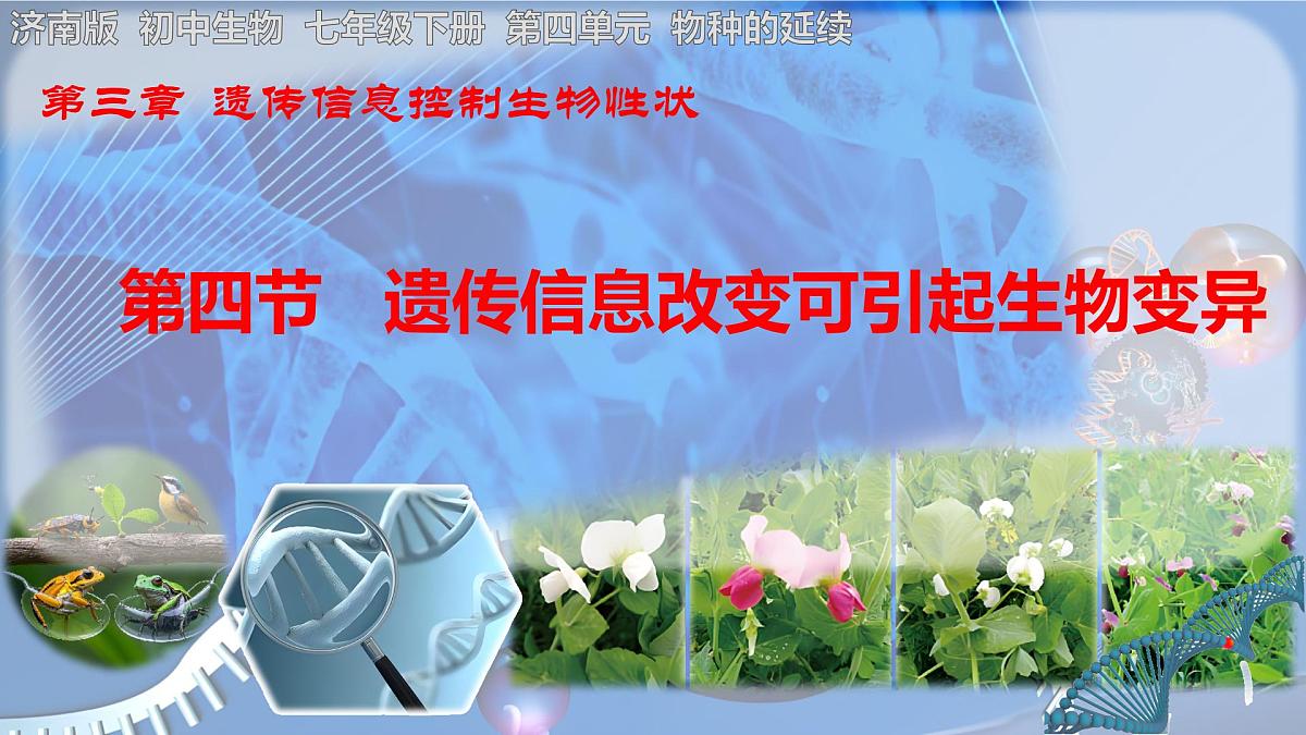 初中 生物 济南版（2024）七年级下册4.3.4 遗传信息改变可引起生物变异 课件第2页