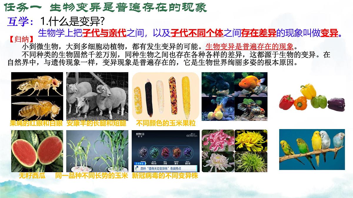 初中 生物 济南版（2024）七年级下册4.3.4 遗传信息改变可引起生物变异 课件第6页