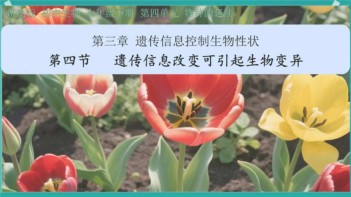 初中 生物 济南版（2024）七年级下册4.3.4 遗传信息改变可引起生物变异 课件第2页