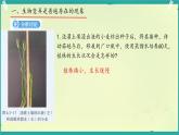初中 生物 濟(jì)南版（2024）七年級(jí)下冊(cè)4.3.4  遺傳信息改變可引起生物變異 課件