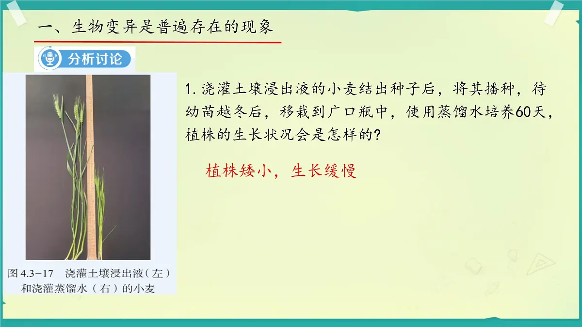初中 生物 济南版（2024）七年级下册4.3.4 遗传信息改变可引起生物变异 课件第5页