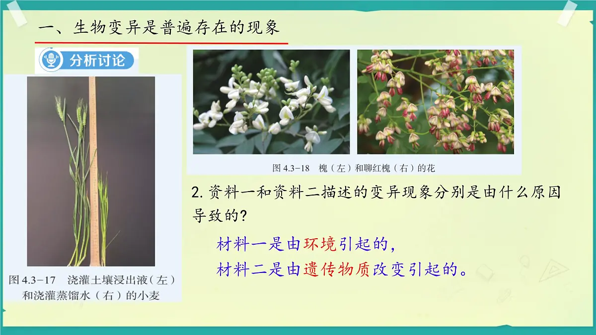 初中 生物 济南版（2024）七年级下册4.3.4 遗传信息改变可引起生物变异 课件第6页