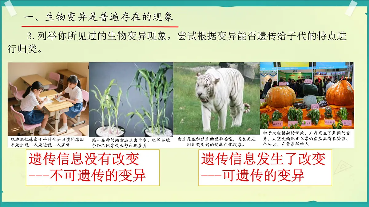 初中 生物 济南版（2024）七年级下册4.3.4 遗传信息改变可引起生物变异 课件第7页