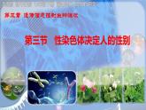 初中 生物 濟(jì)南版（2024）七年級下冊4.3.3  性染色體決定人的性別 課件